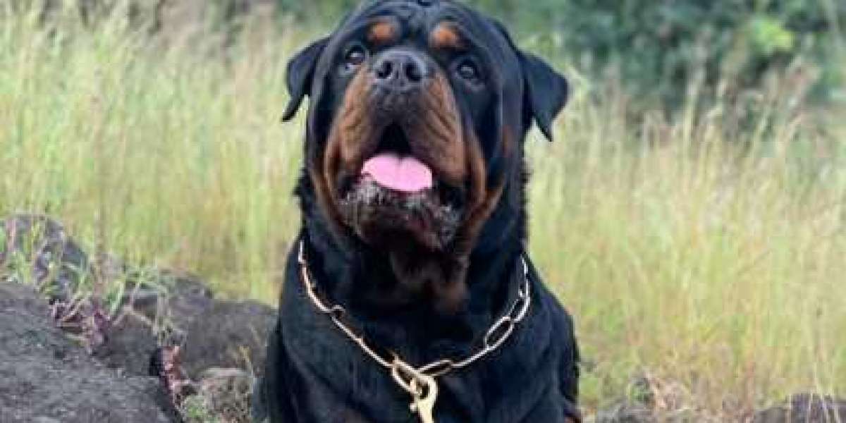 Decoding Dog Breeds: Rottweiler, Doberman, German Shepherd, and Pitbull Comparison