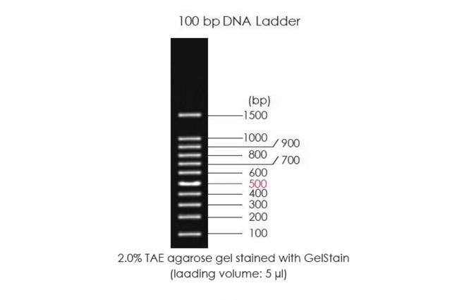 Significance of DNA Ladders, Protein Ladders, and Antibodies in Molecular Biology | Articles | Unibiotech | Gan Jing World