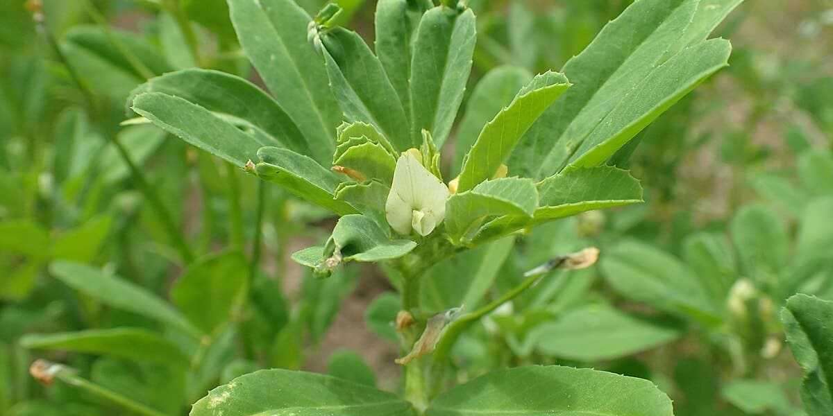 Plantas medicinales: para que sirve la ruda y cuáles son sus efectos secundarios