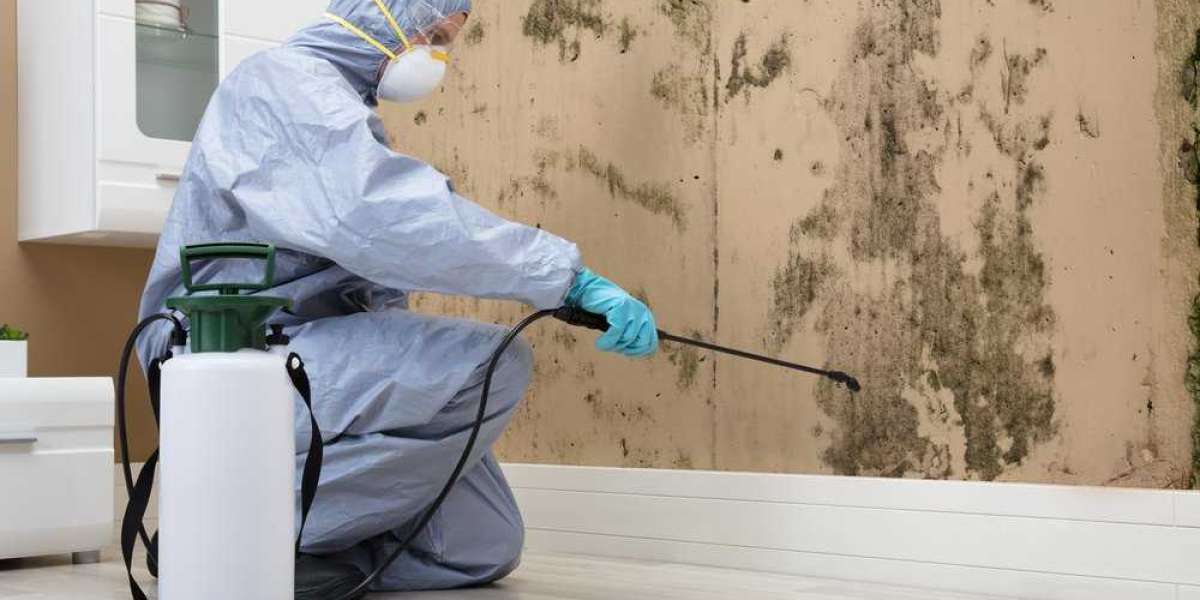 Top Signs You Need Mold Removal in Ottawa