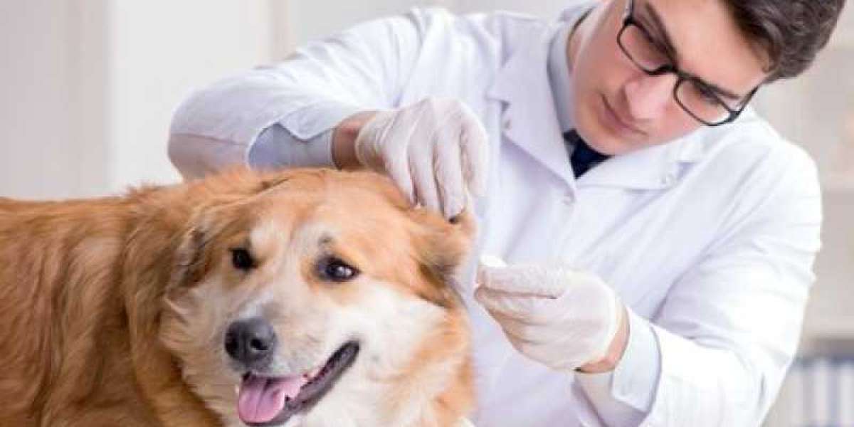 máquina de rayos x para veterinarios