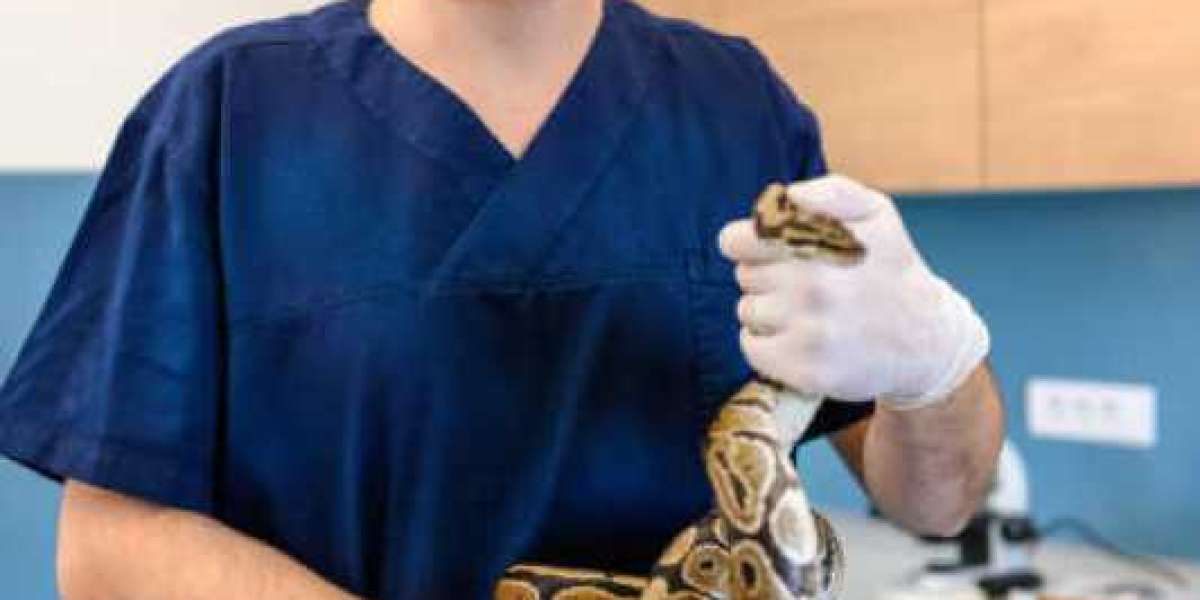 Traumatología veterinaria: la luxación de rótula en mascotas Hospital Veterinario en Barcelona, Urgencias 24h