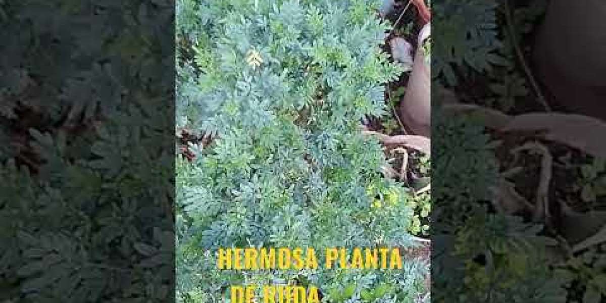 Descubre los Increíbles Beneficios de la Ruda: La Planta Mágica para Tu Bienestar