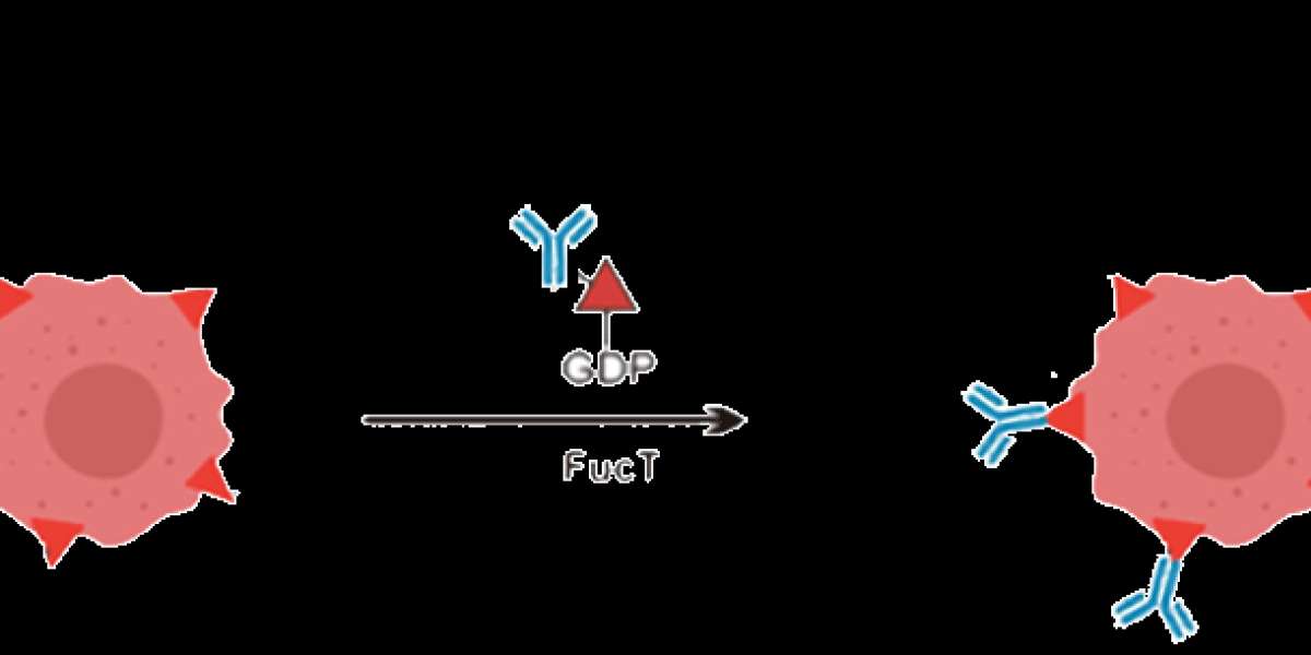 Unlocking the Complement System: Key Roles in Immunity and Disease